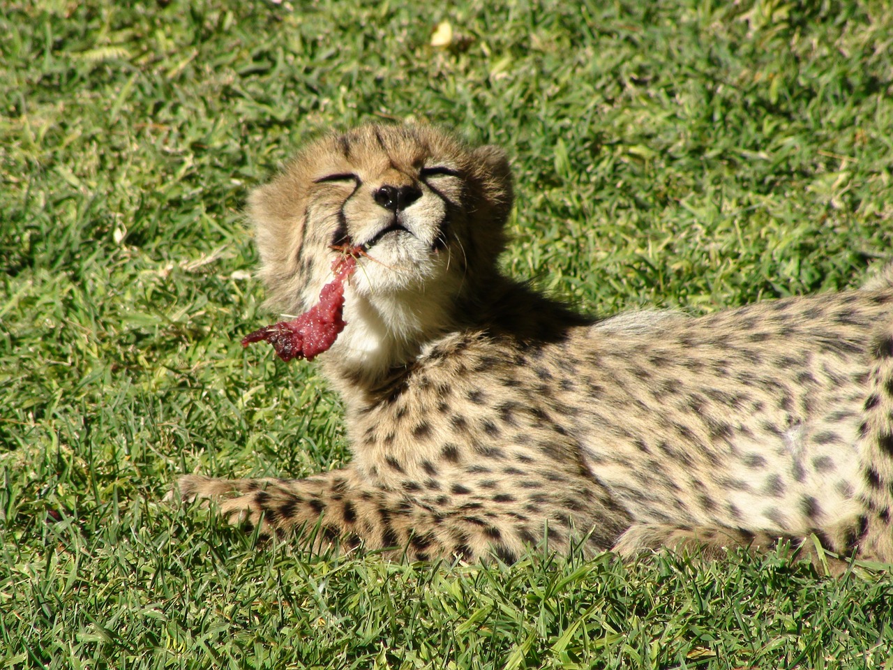 cheetah namibia baby free photo