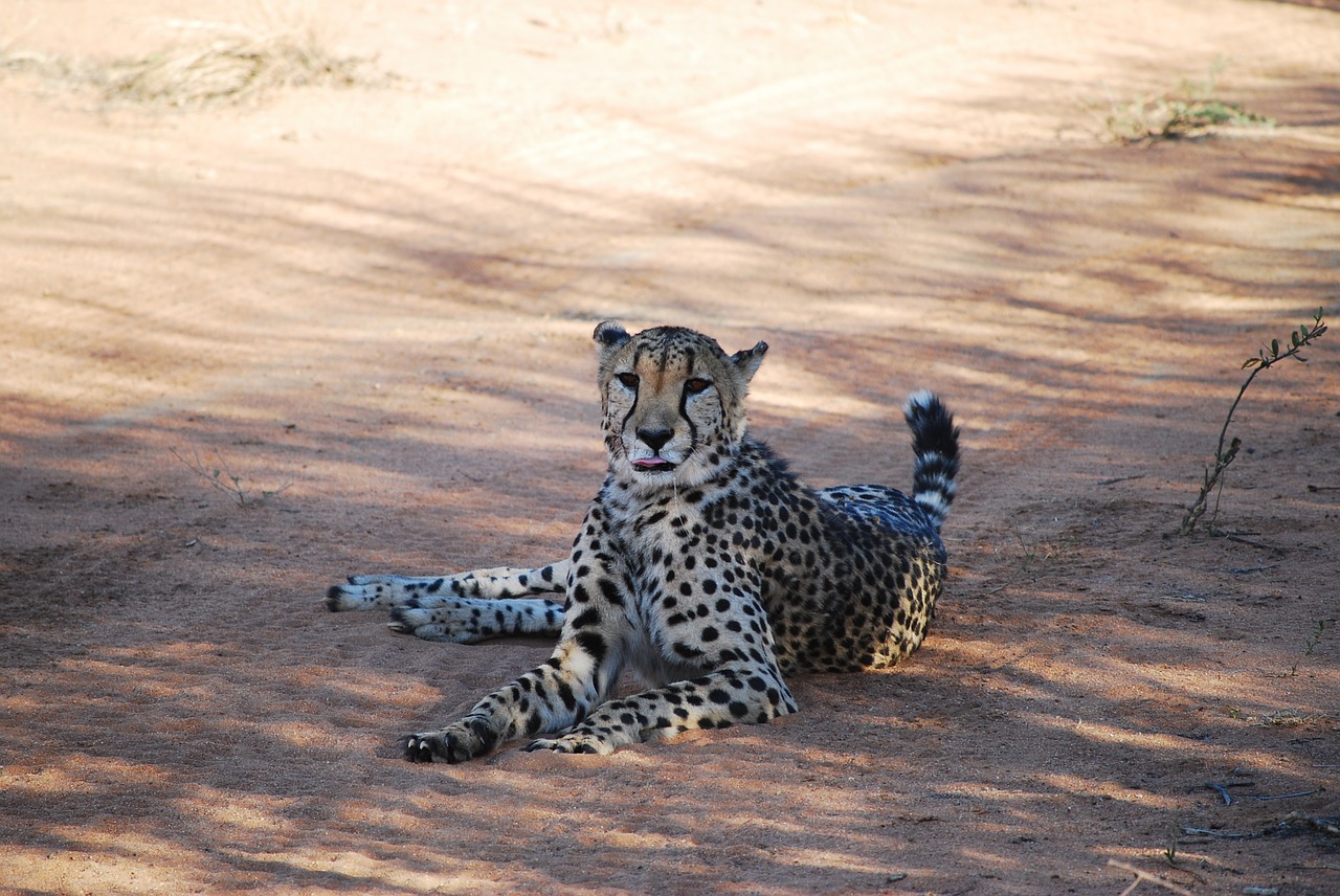 cheetah namibia africa free photo