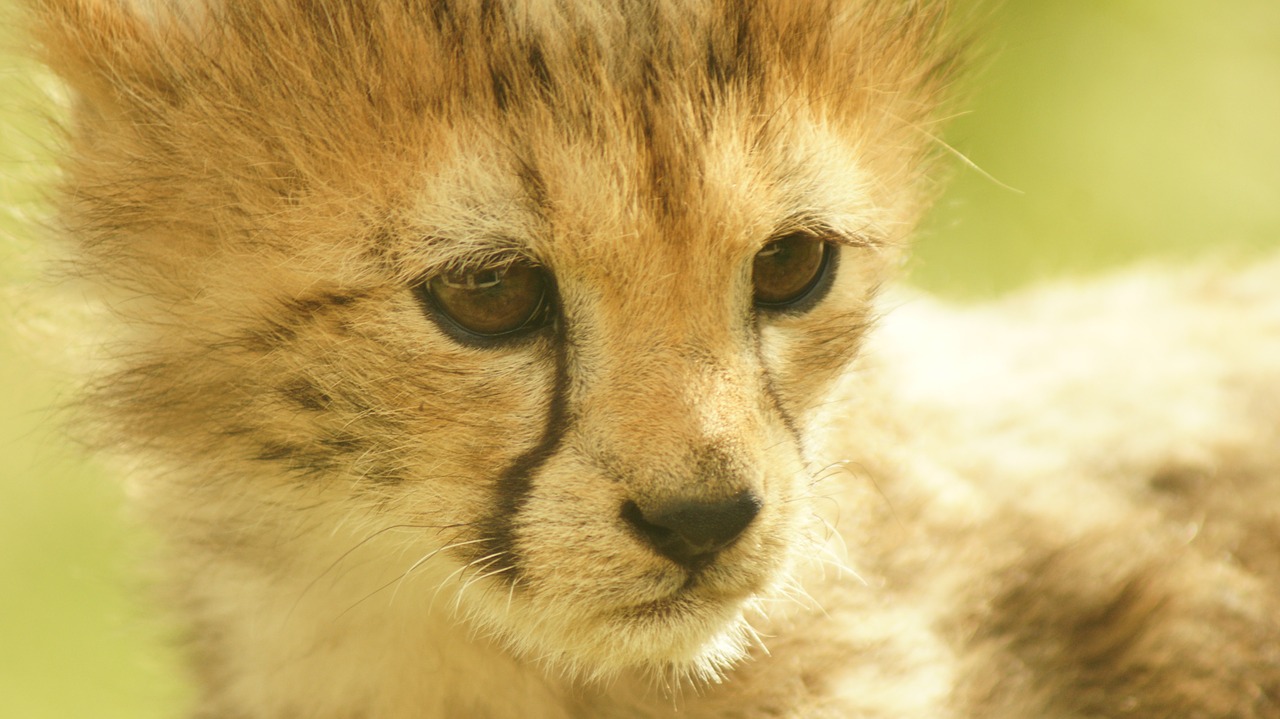 cheetah cub cat feline free photo