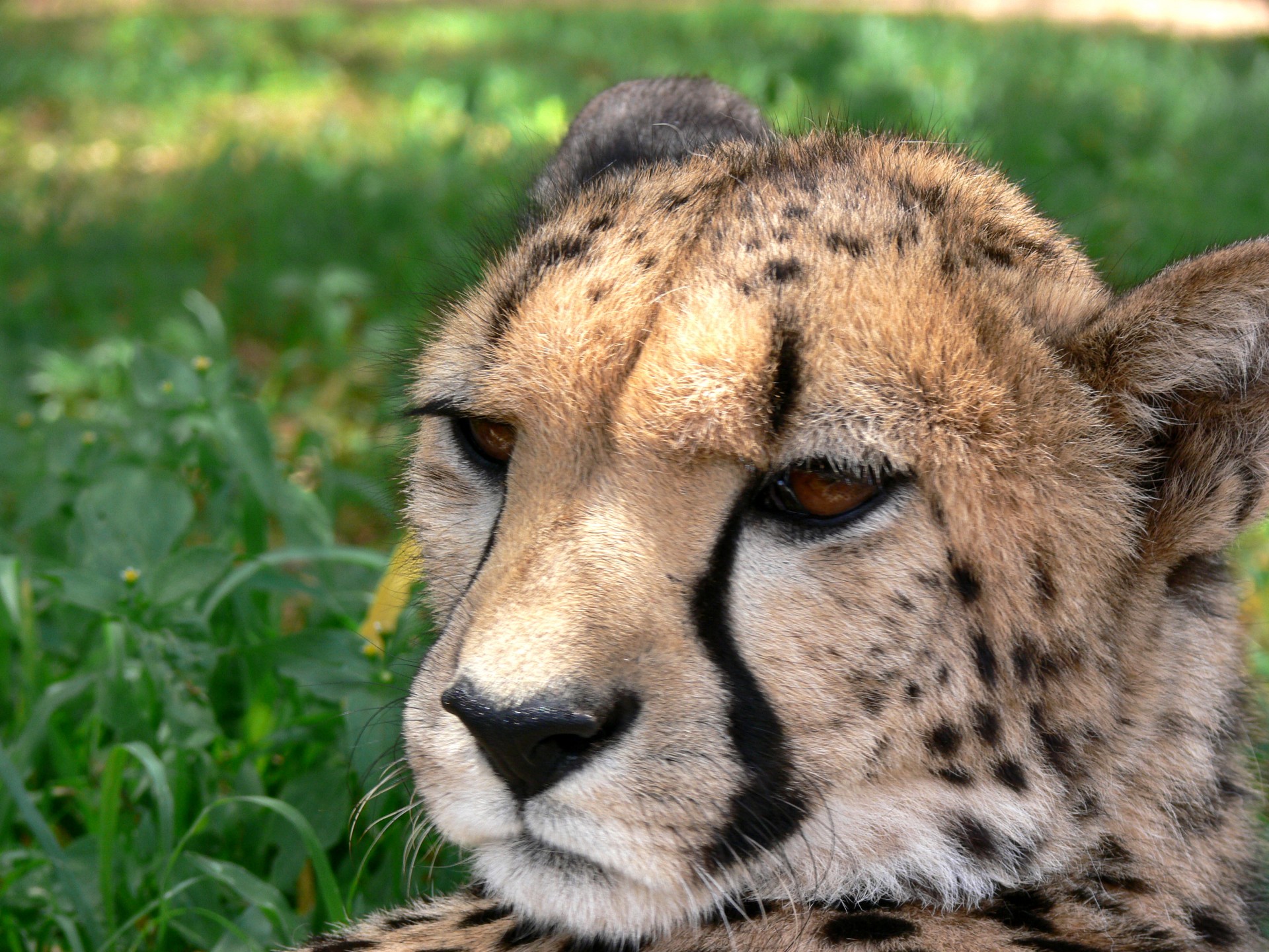 cheetah acinonyx jubatus big cat free photo