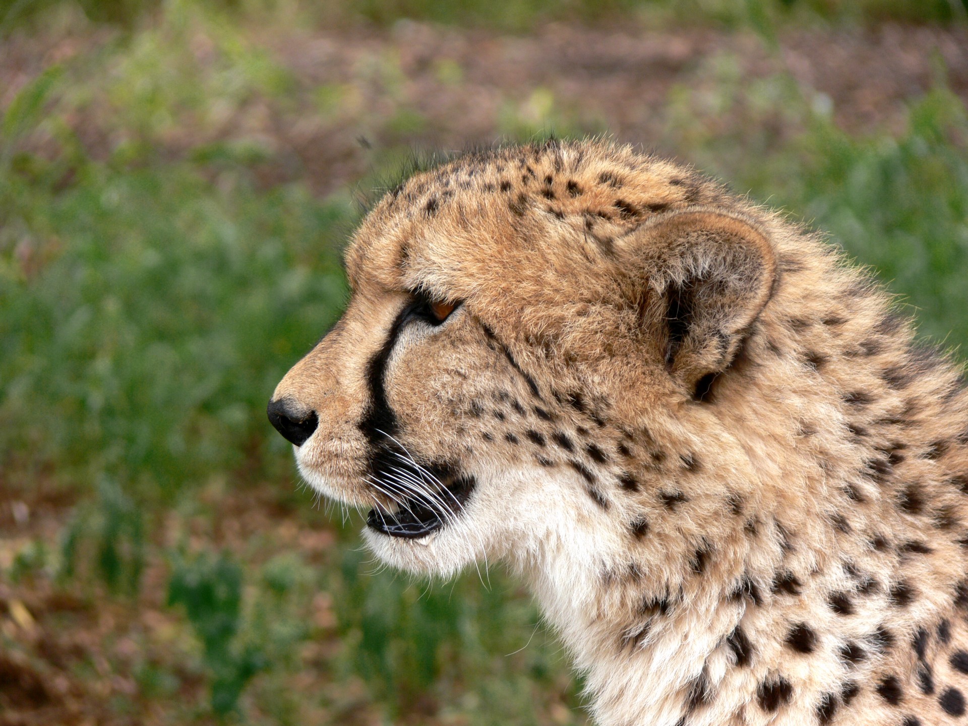 cheetah face tear marks free photo