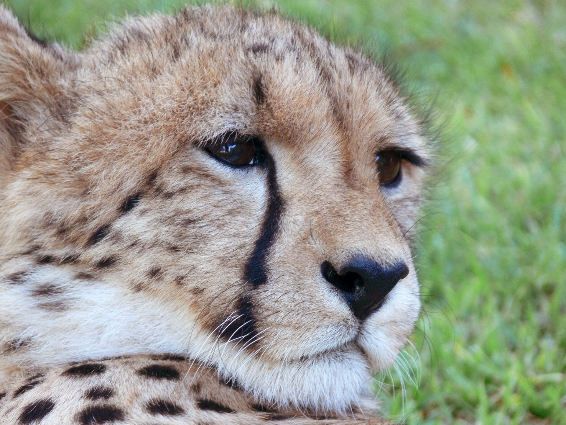 cheetah spot spotted free photo