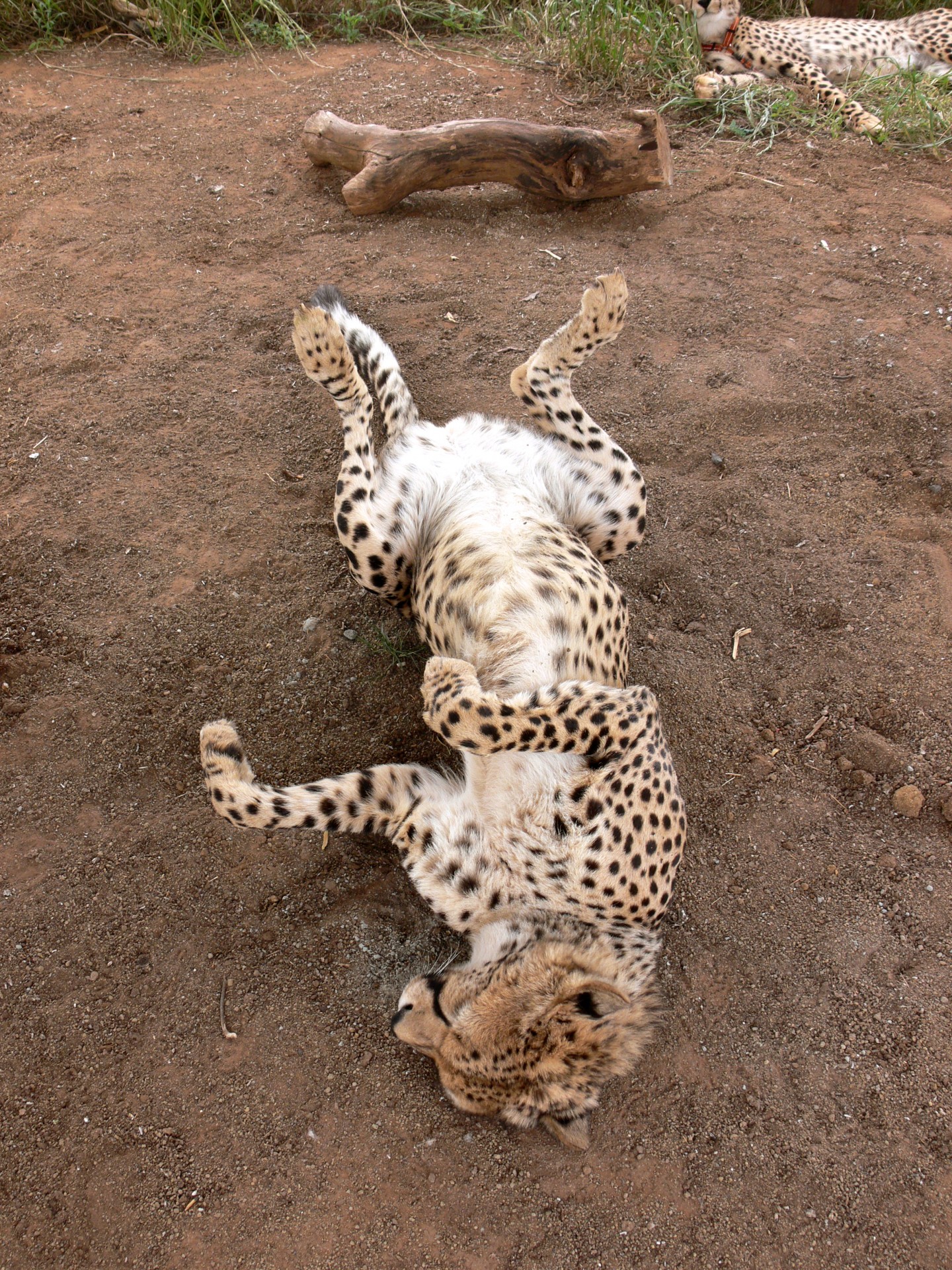 cheetah big cat free photo