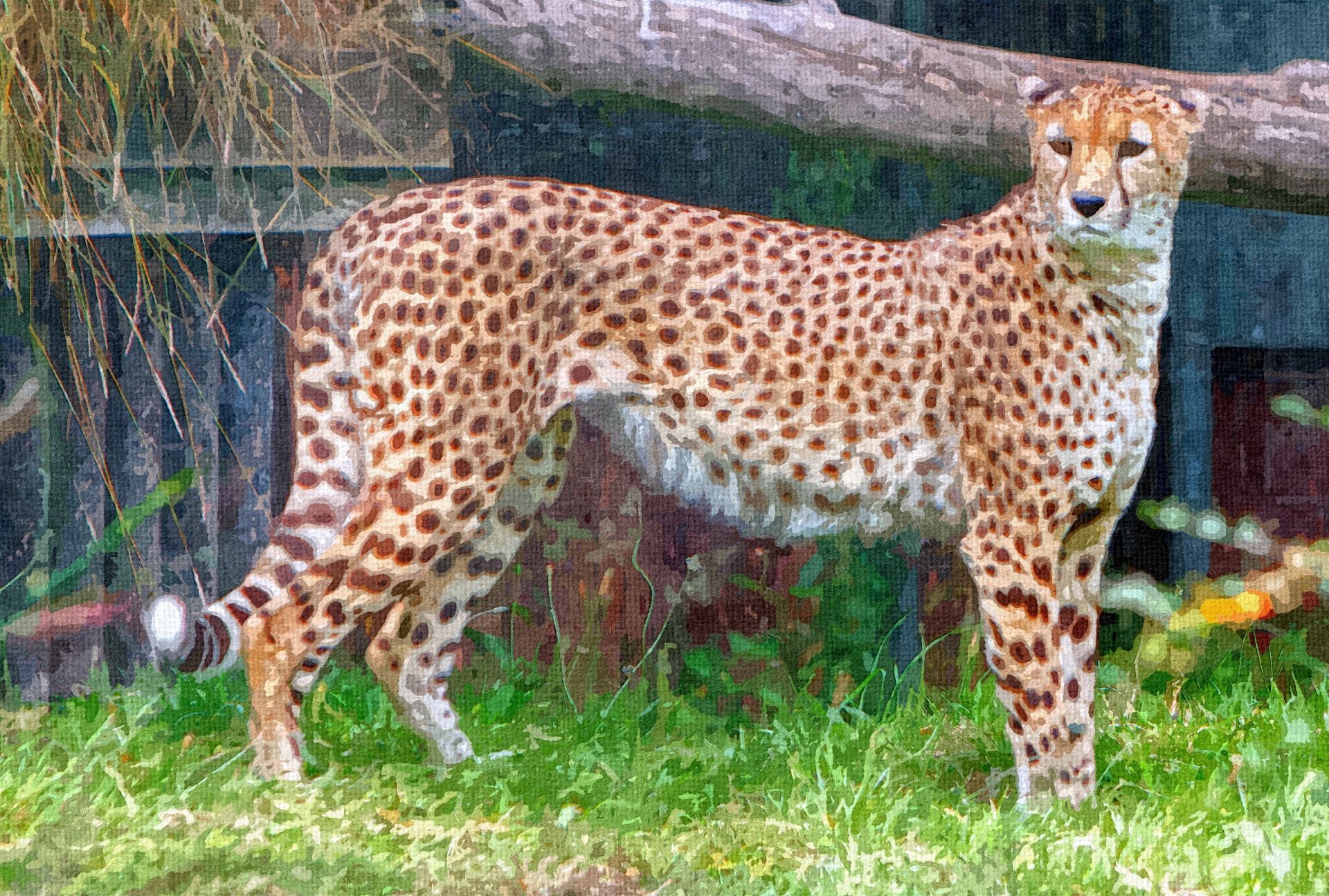 cheetah painting oil painting free photo