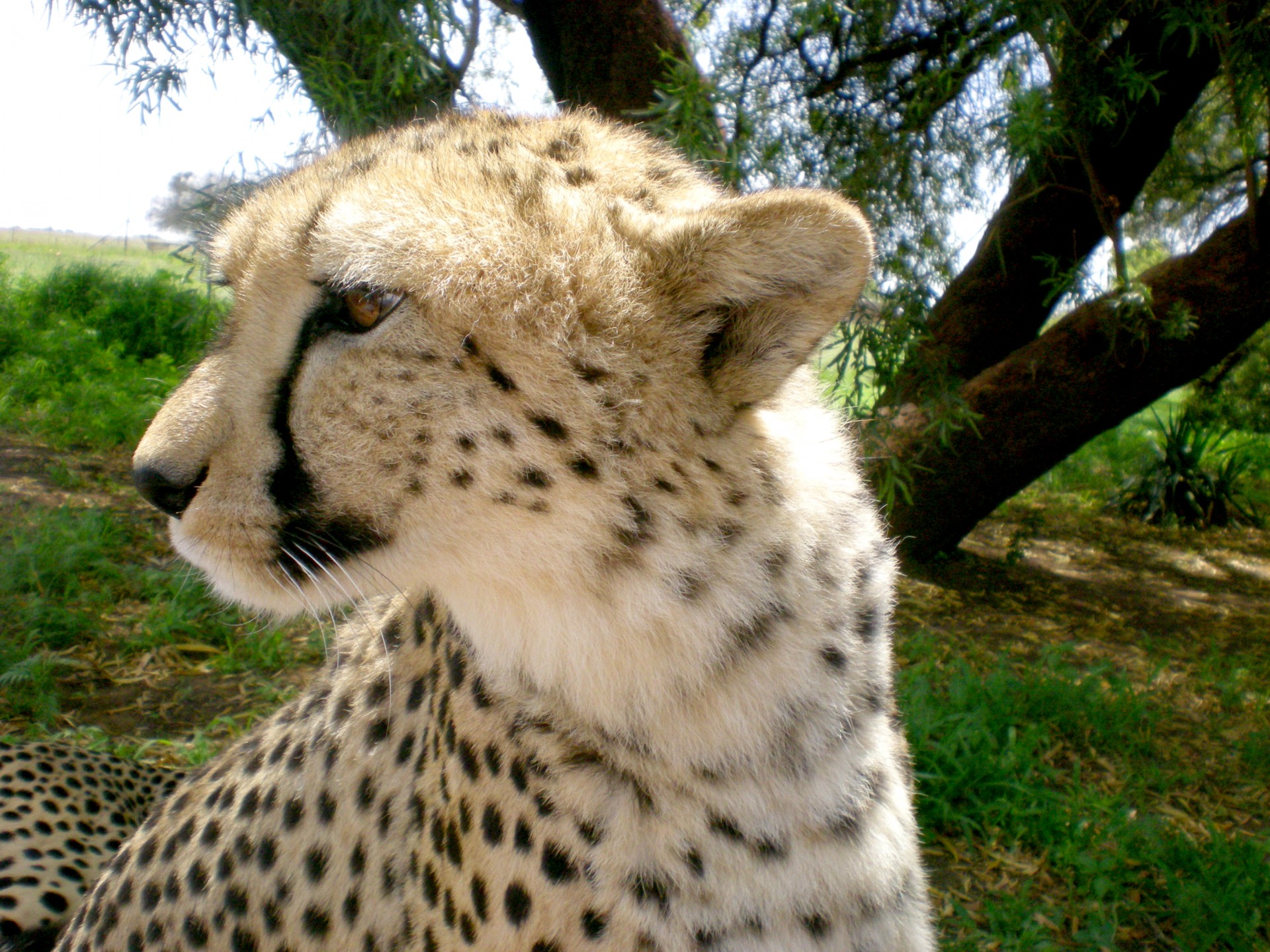 cheetah big cat wild free photo