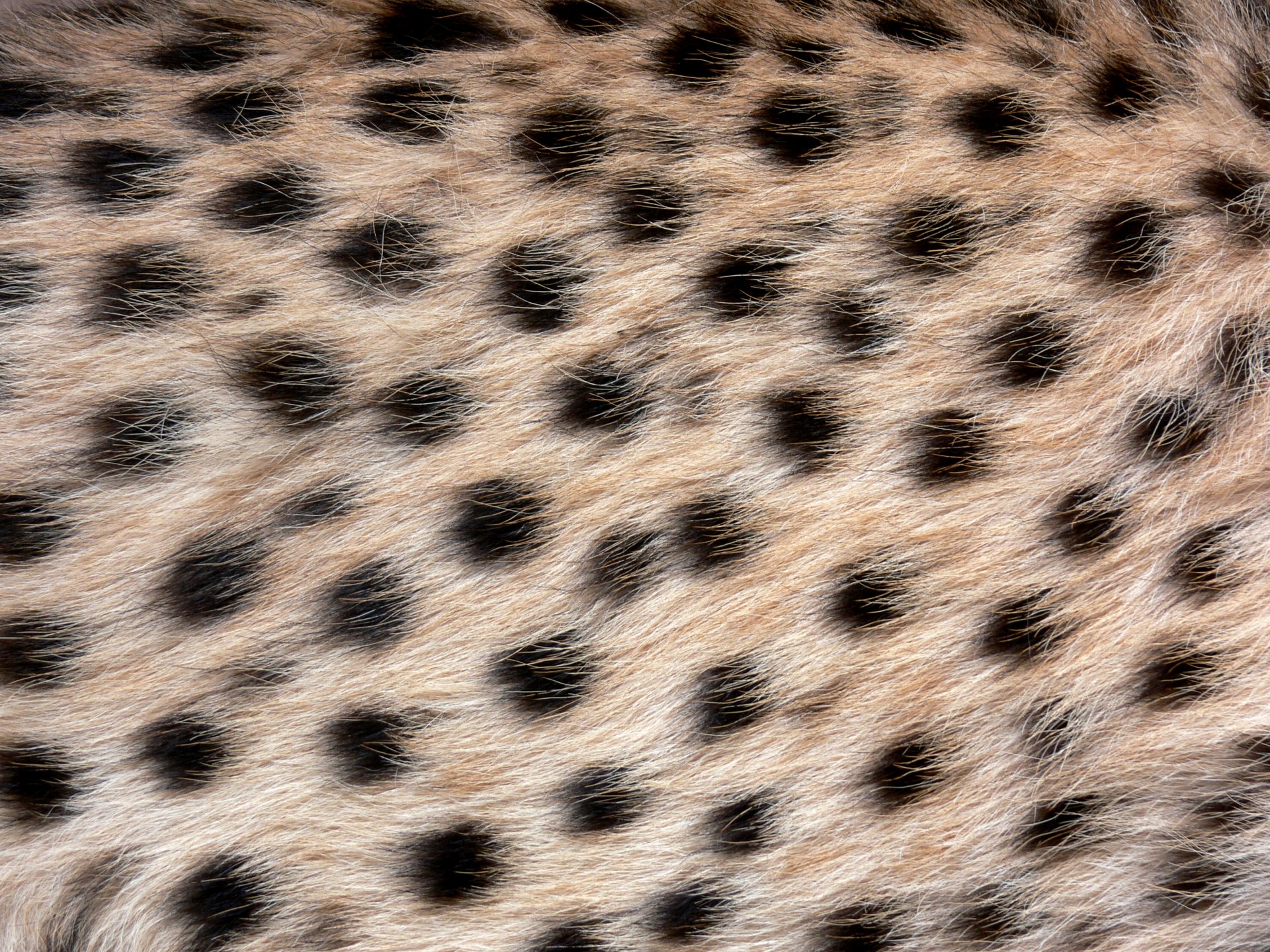 cheetah spots wild free photo