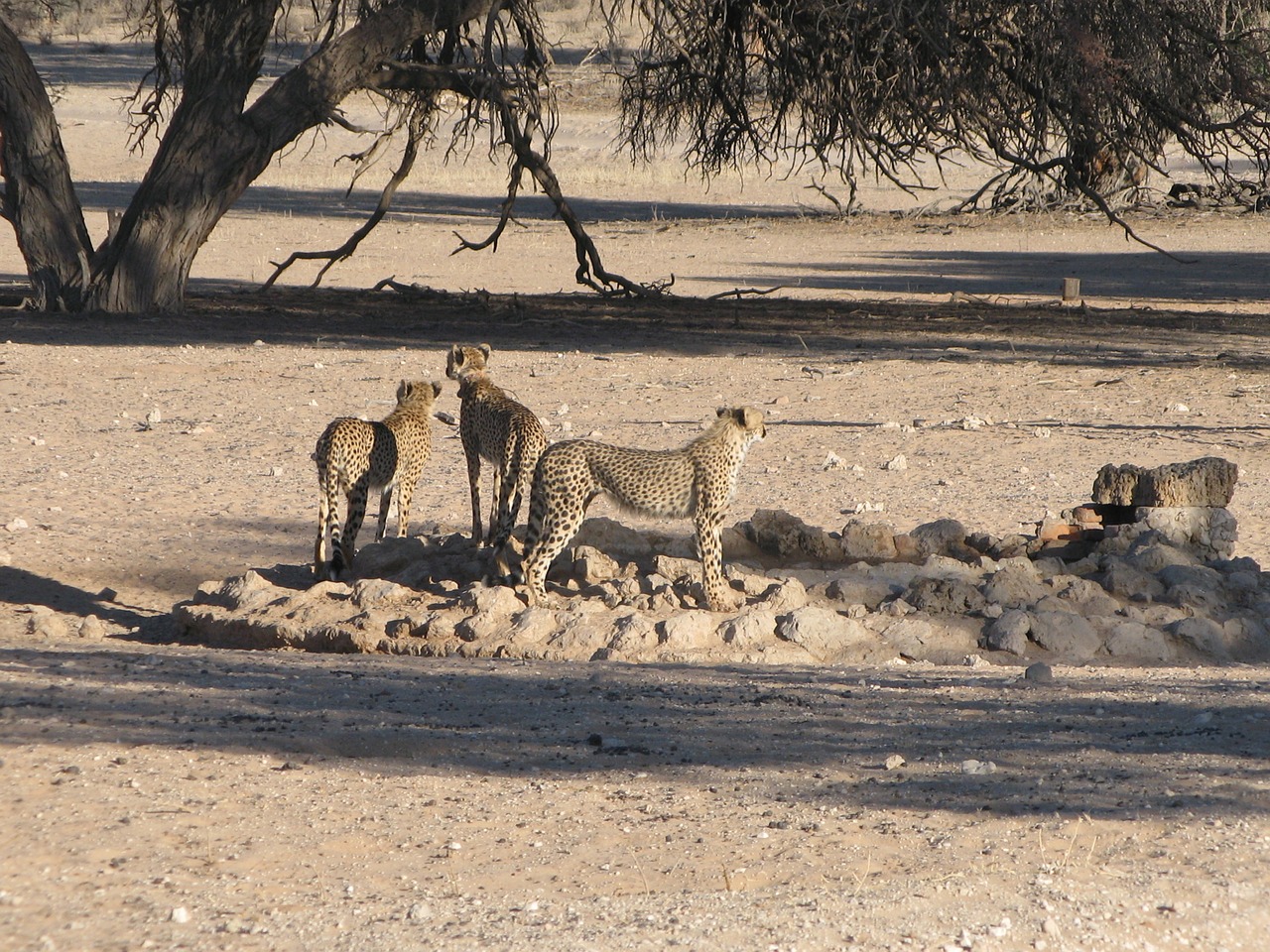 cheetahs kalahari wildlife free photo