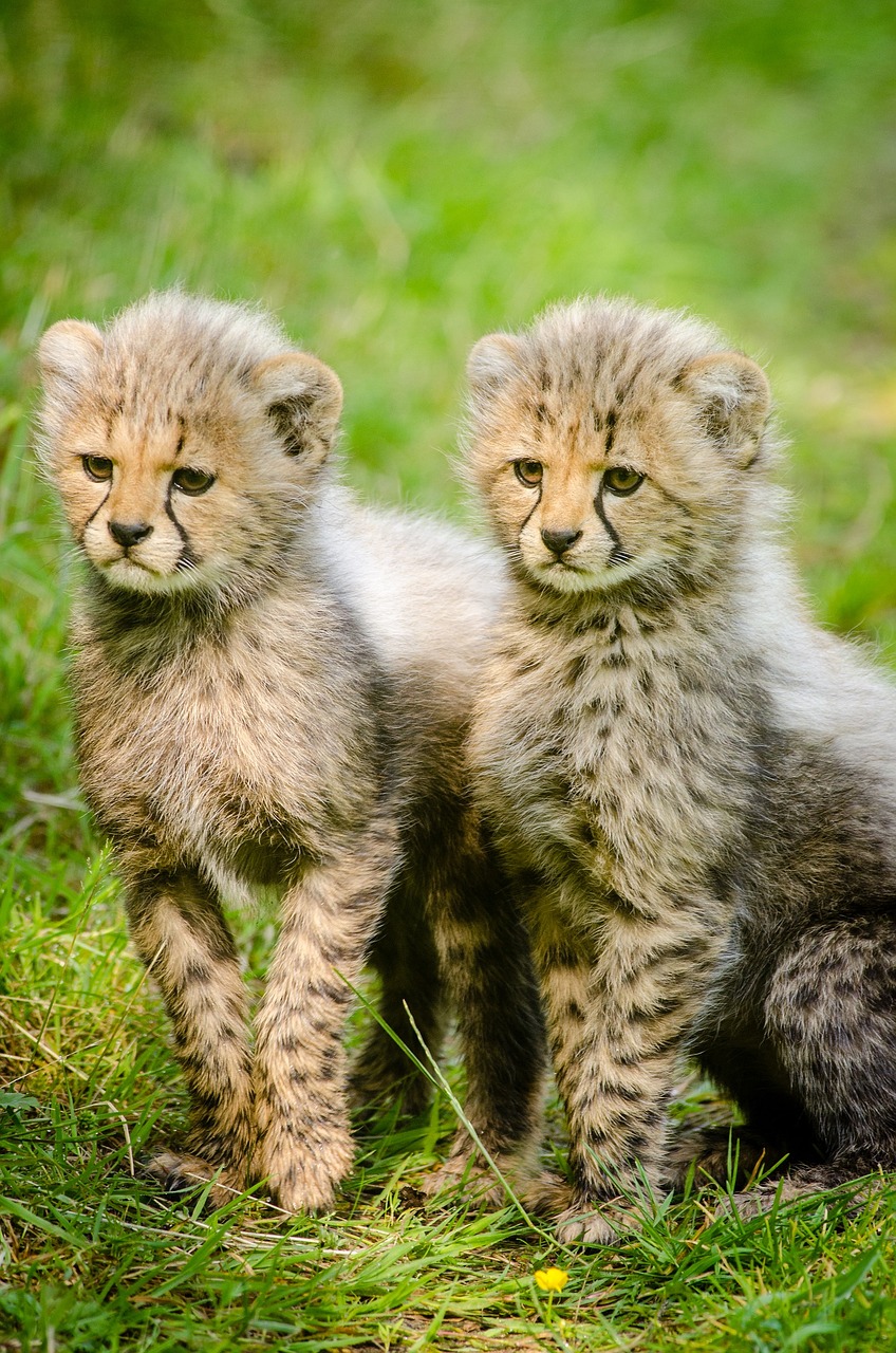 cheetahs cubs two free photo