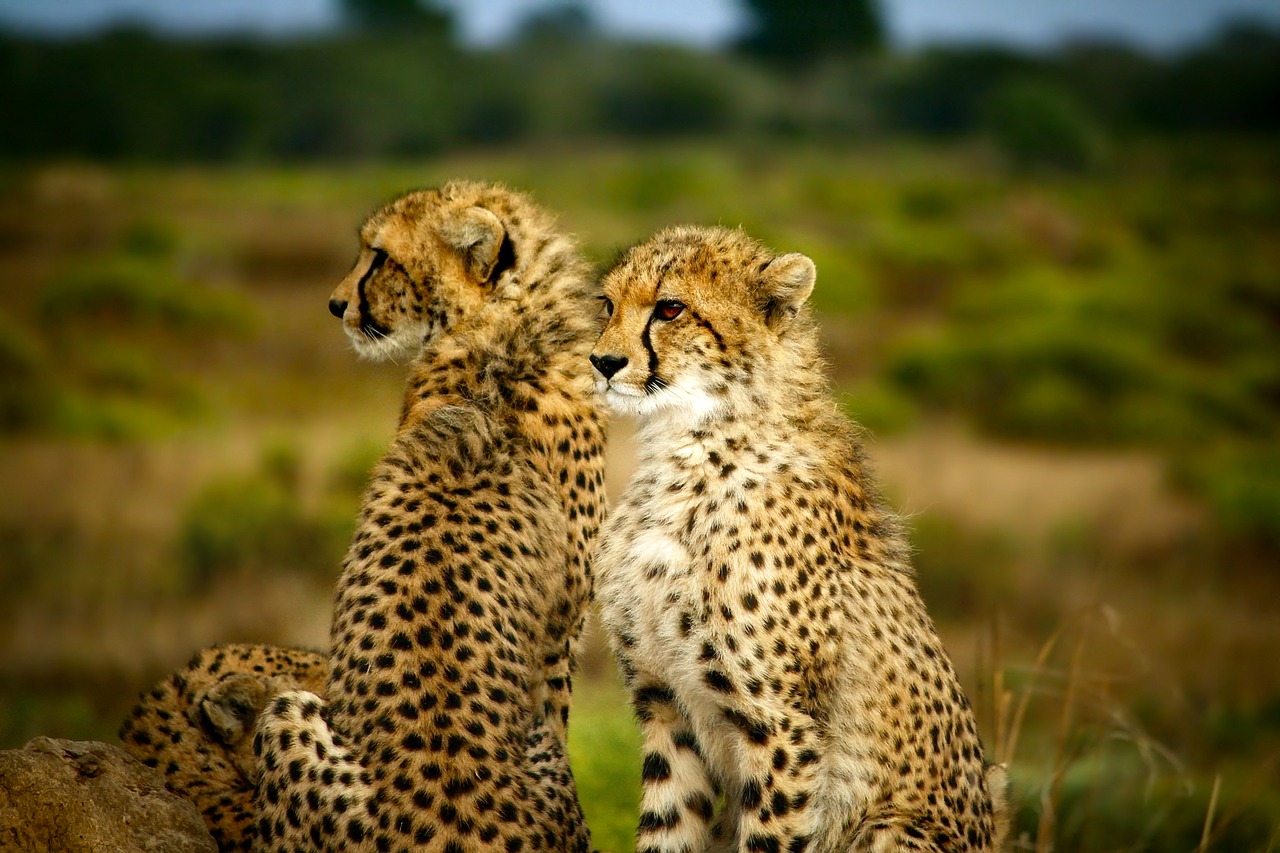cheetahs pair two free photo