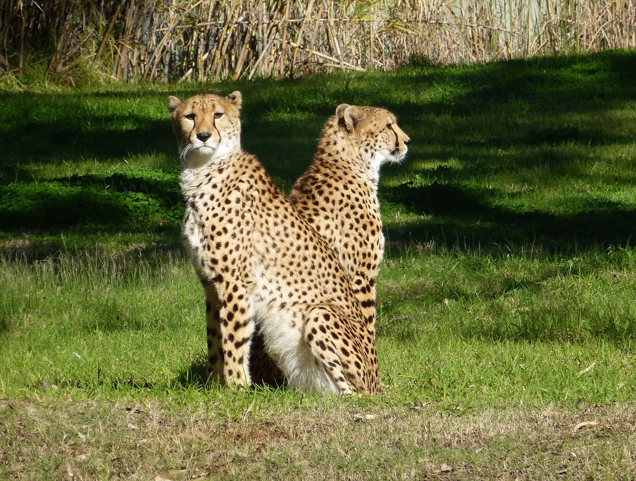 cheetahs big cat wildlife free photo