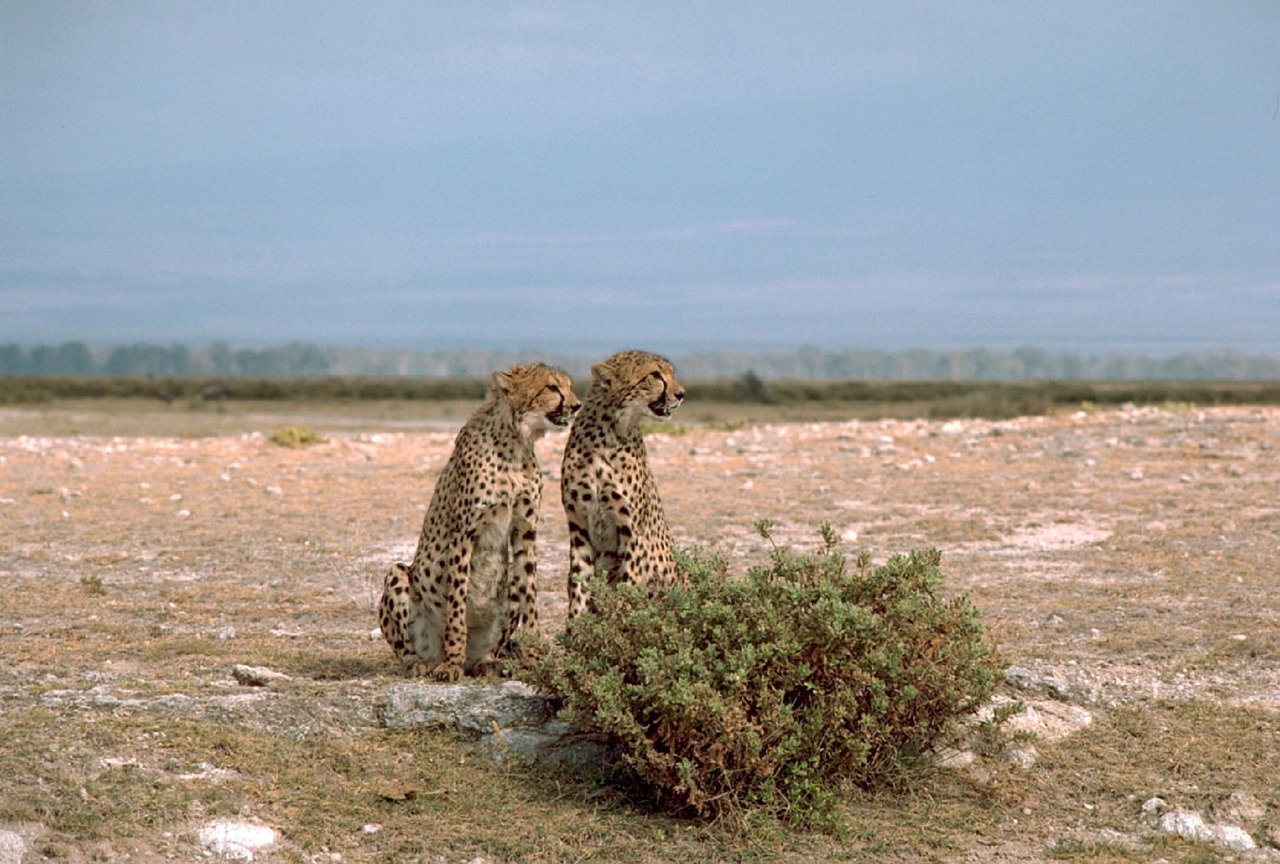 cheetahs cats two free photo