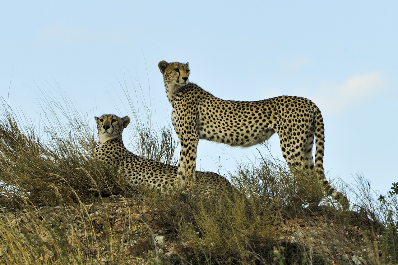 cheetahs watching resting free photo