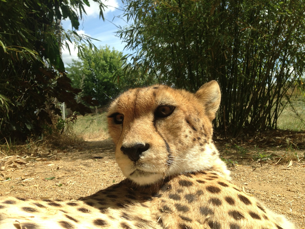 cheetahs cheetah animals free photo