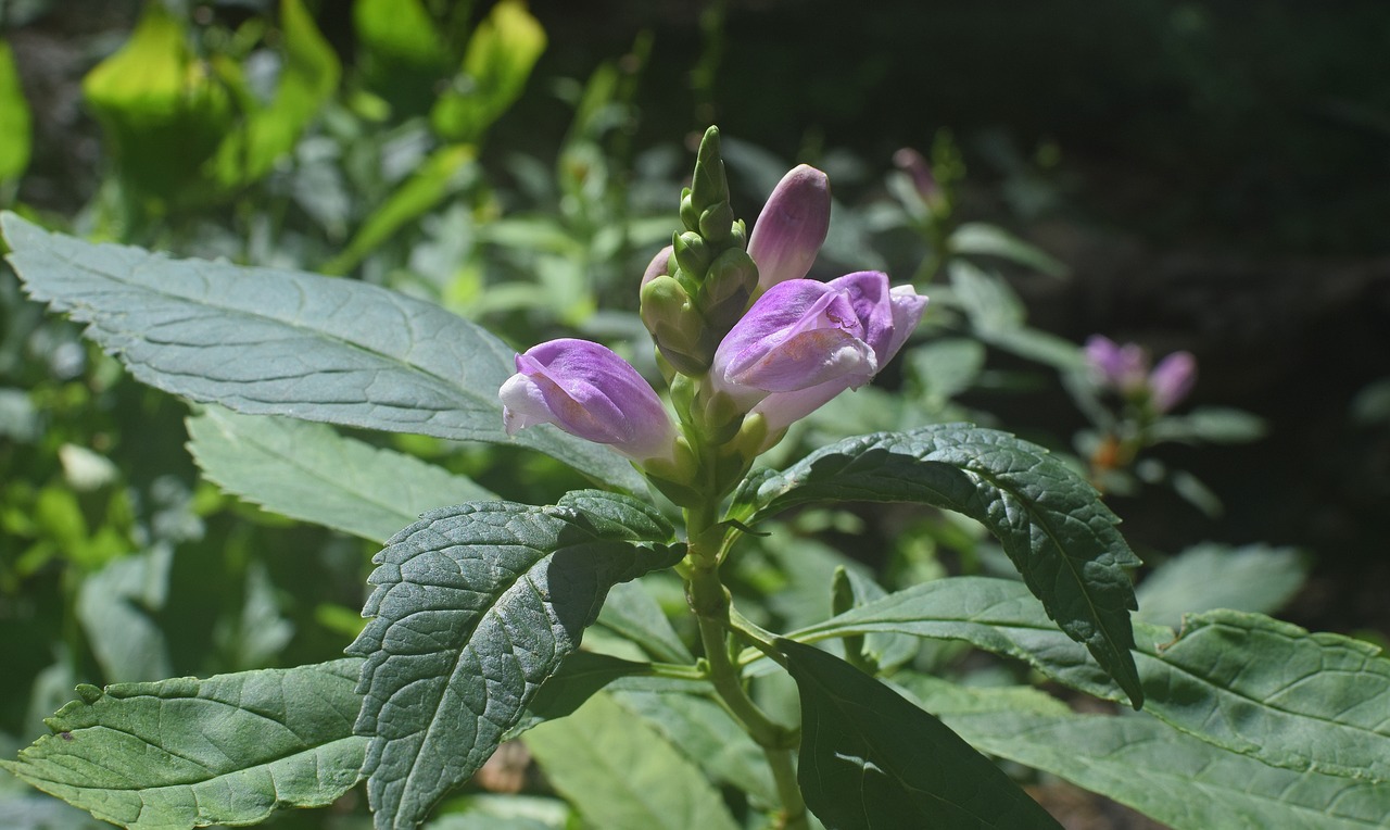 chelone turtlehead wildflower free photo