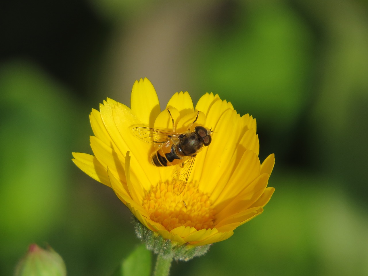 cheloveka common  insect  eristalis tenax free photo