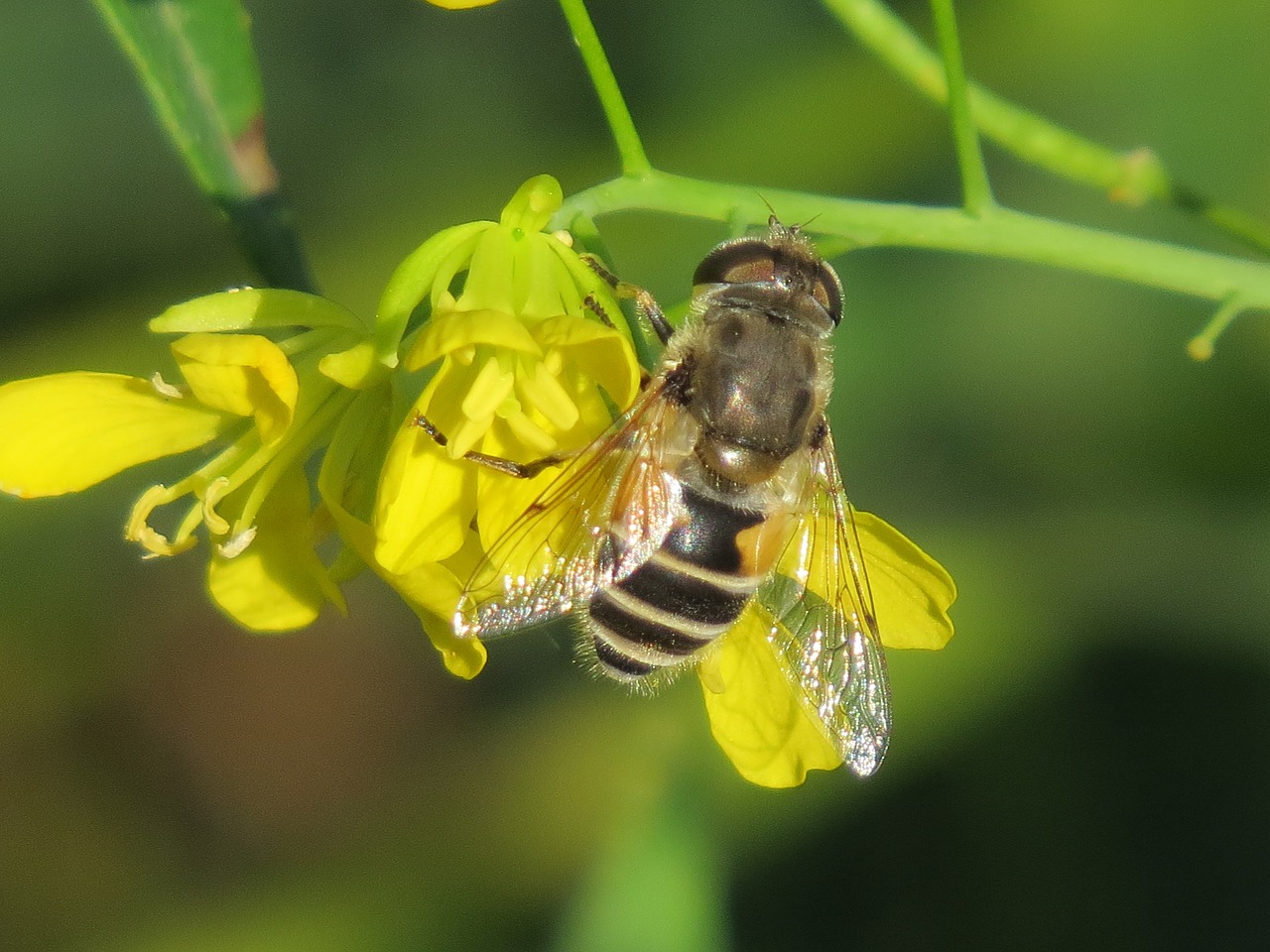 cheloveka common  insect  eristalis tenax free photo