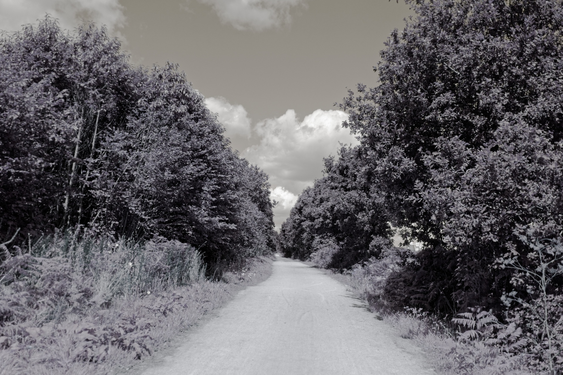 path alley trees free photo