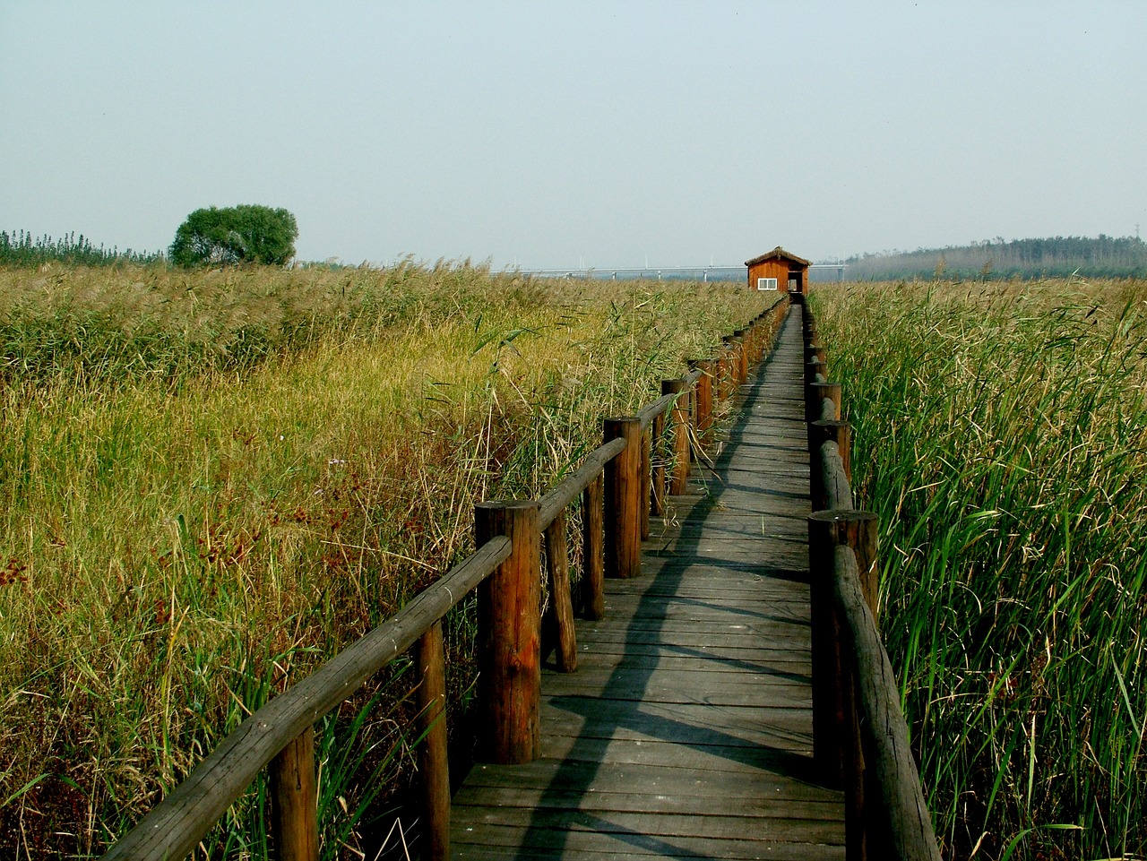 chen bridge yellow river wetlands free photo