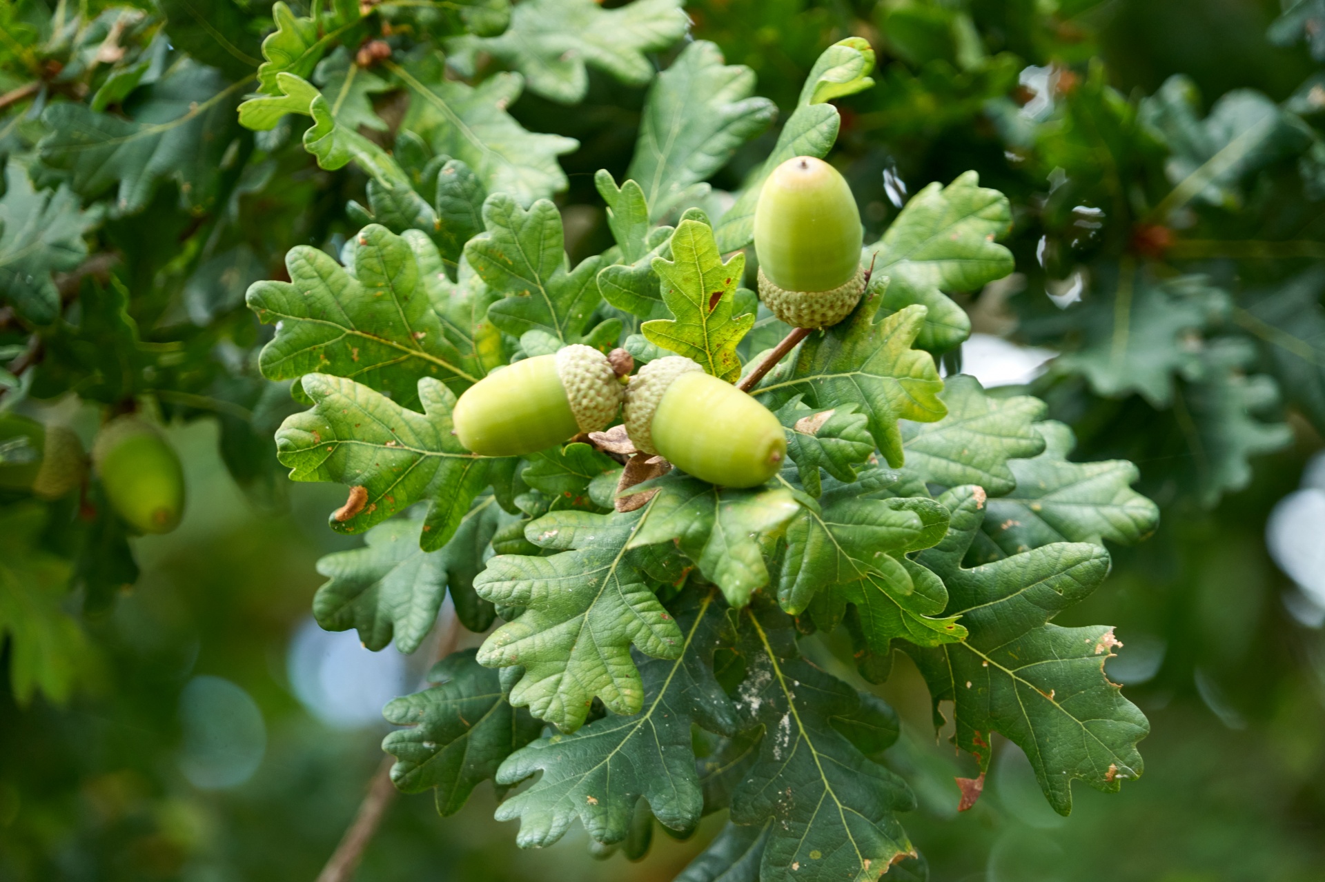 oak acorn tree free photo