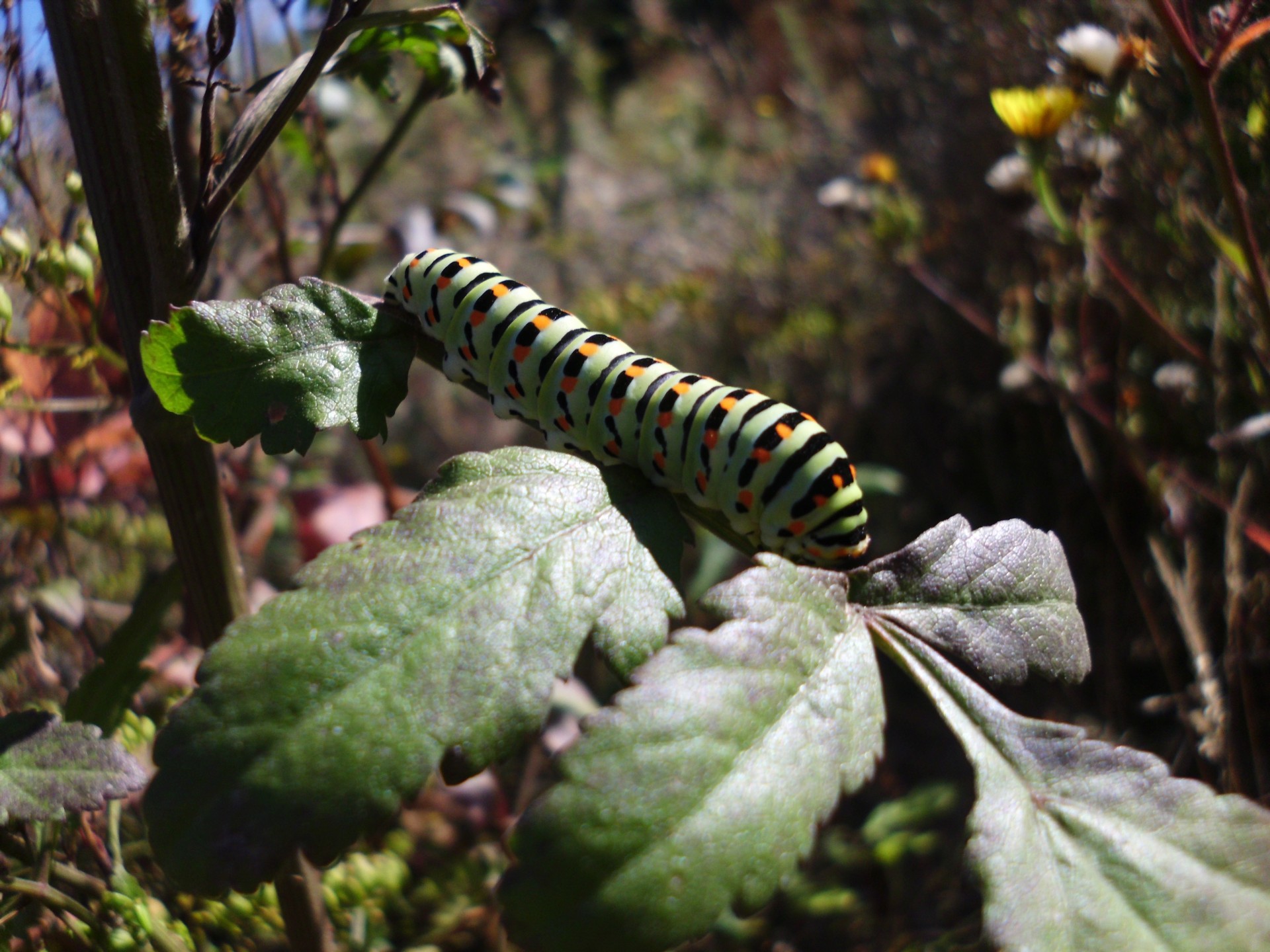 caterpillar nature leaf free photo