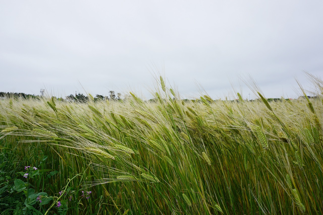 cheongbori  barley  barley field free photo