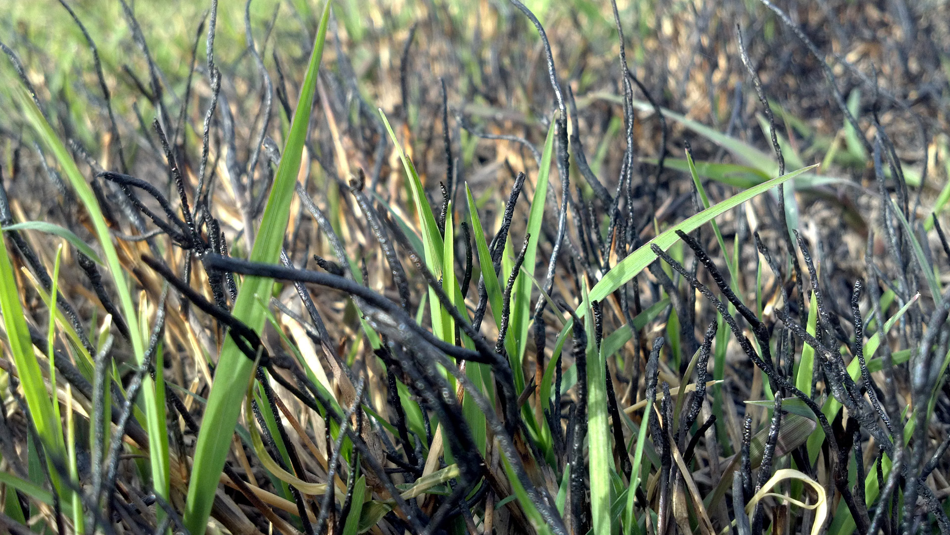 chepica burned springing grass chépica reliving free photo