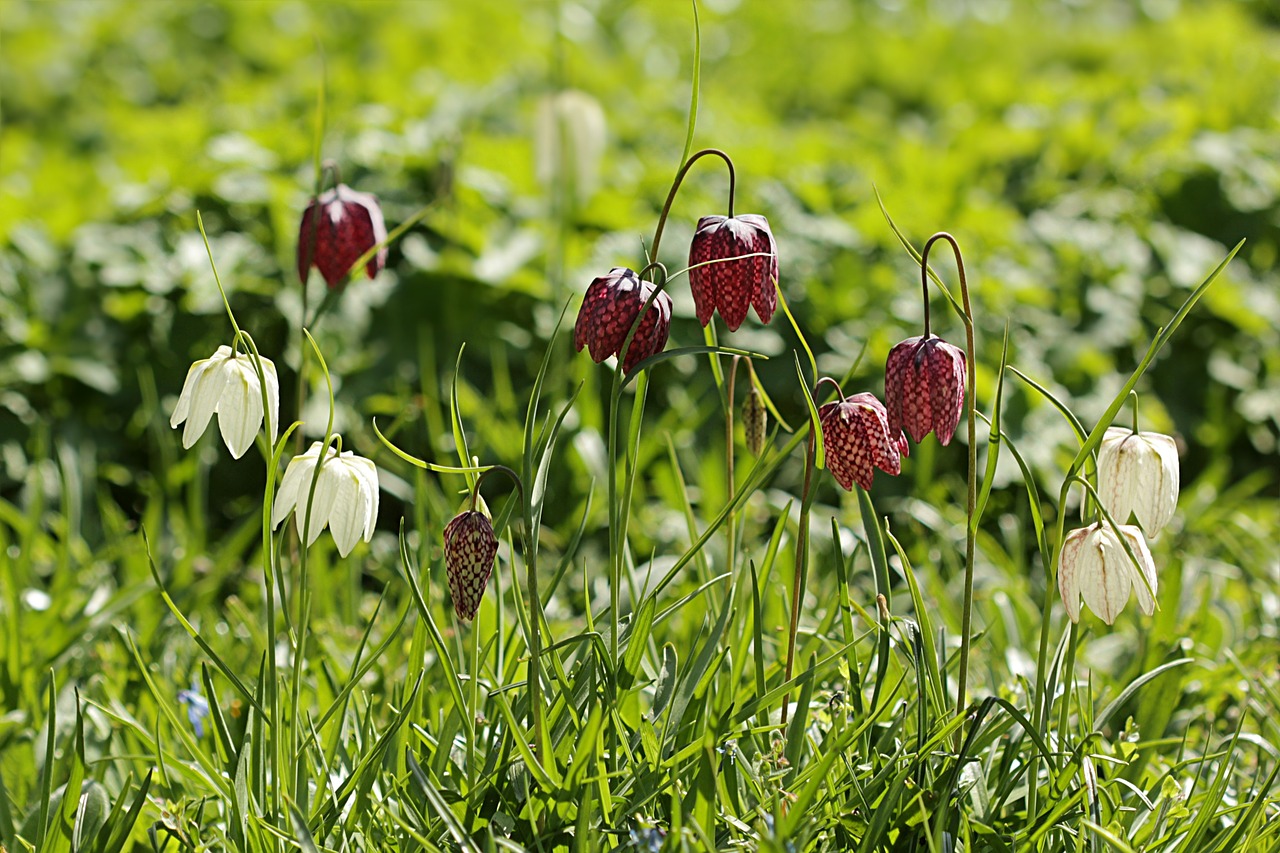 chequered fritillaria meleagris lily family free photo