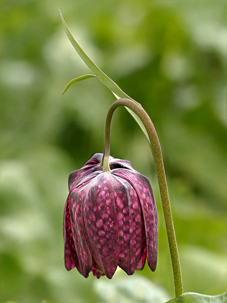 chequered fritillaria meleagris violet free photo