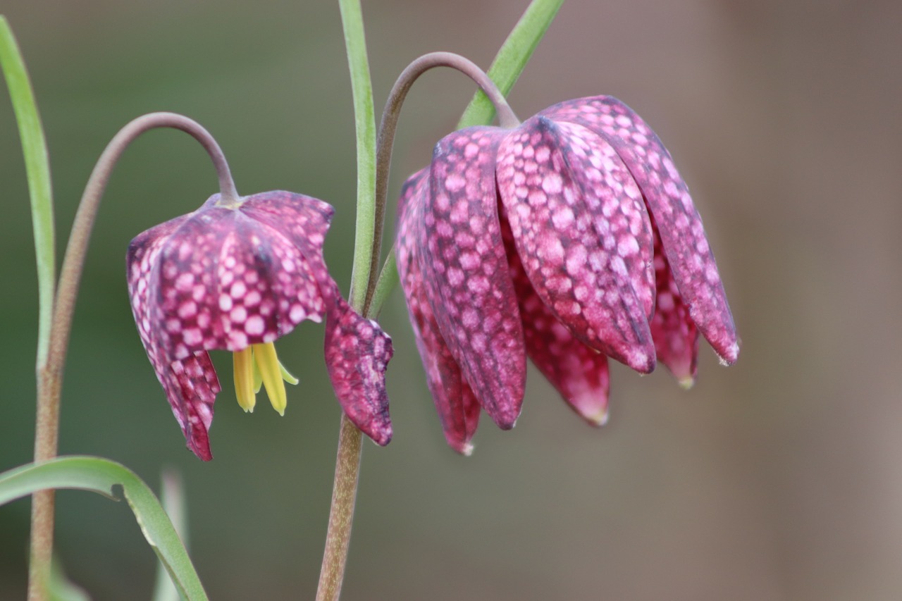 chequered  fritillaria meleagris  checkered free photo