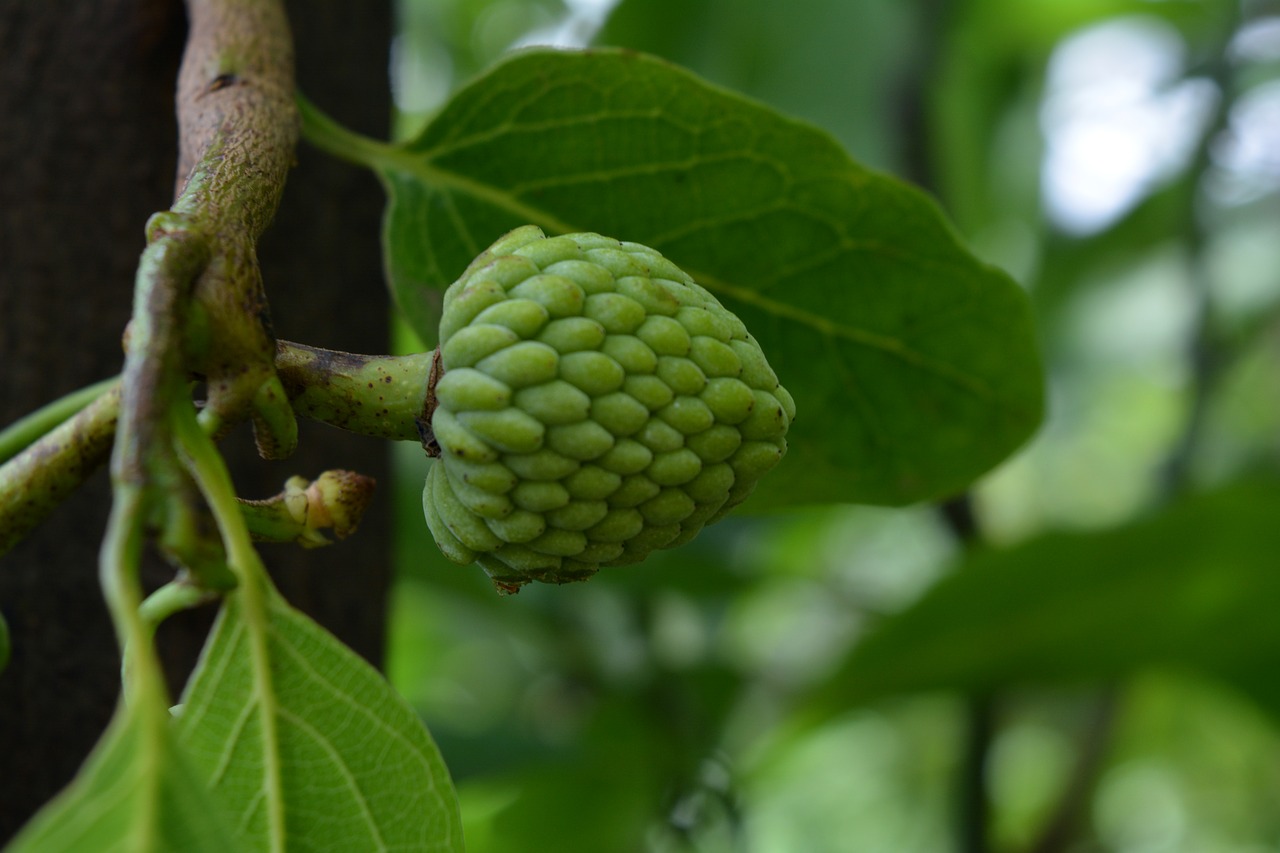 cherimoya fruit fresh healthy free photo