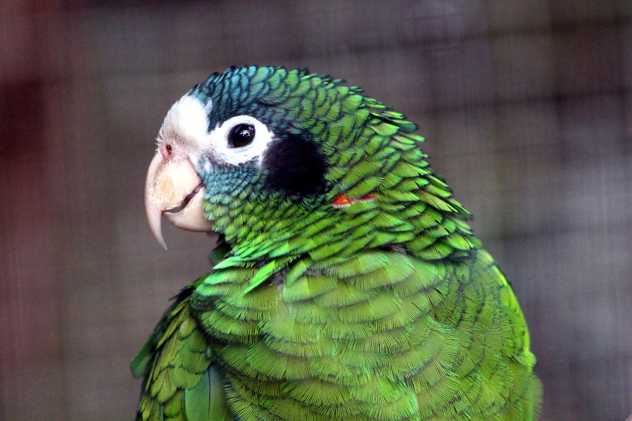 chernouhie amazon amazona ventralis parrot free photo