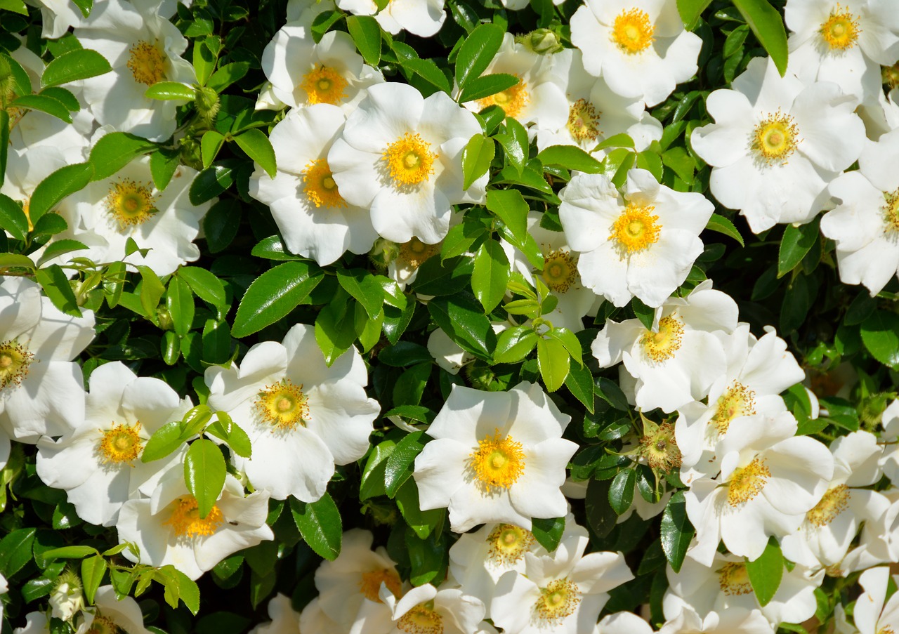 cherokee rose white color free photo