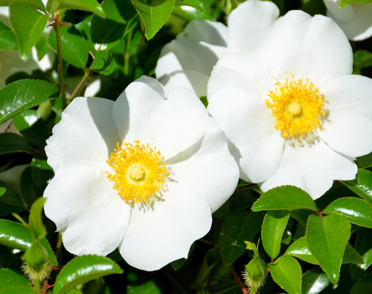 cherokee rose white state flower free photo