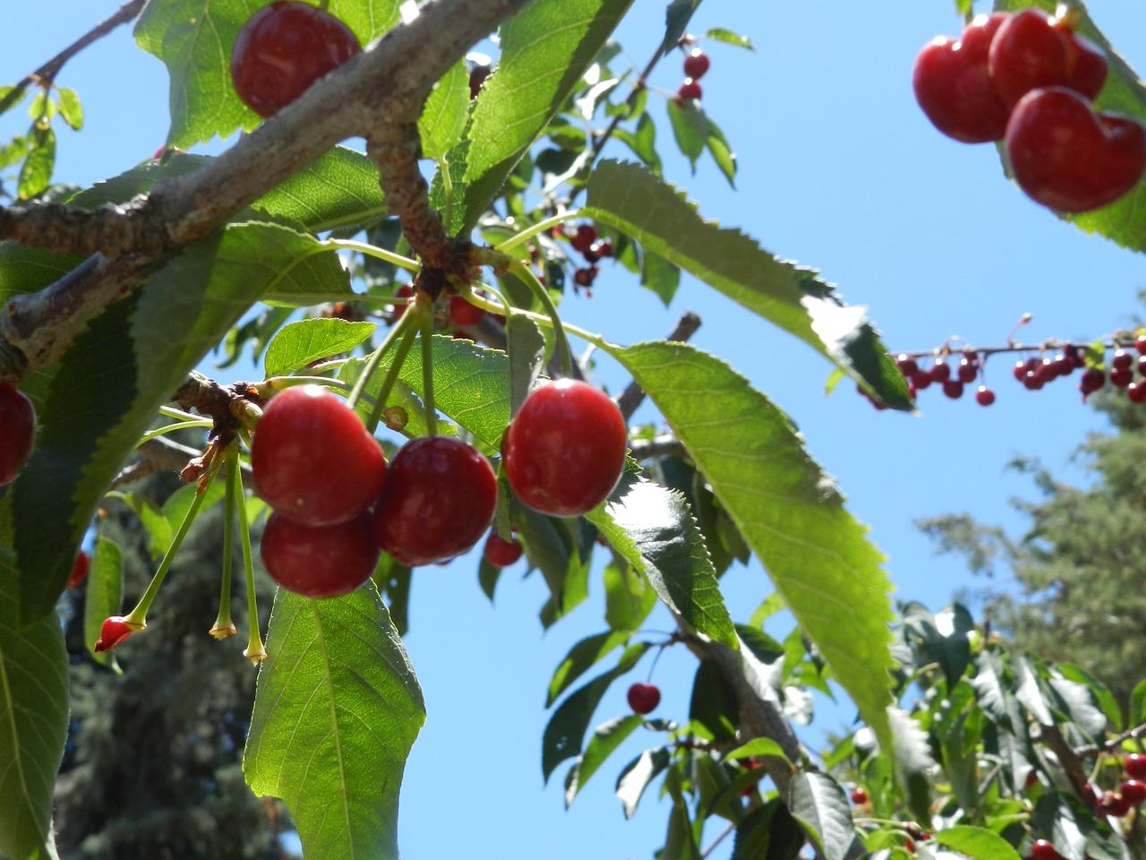 cherries sky leona valley free photo