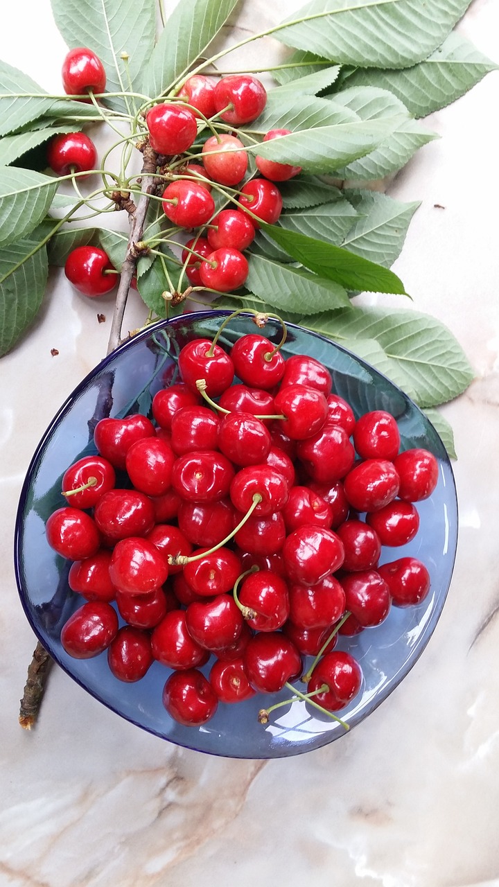 cherries summer tree free photo