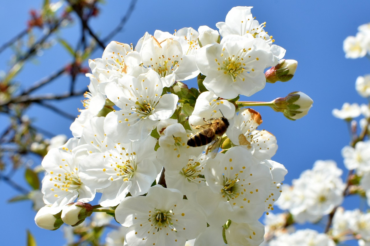 cherries flowers work free photo