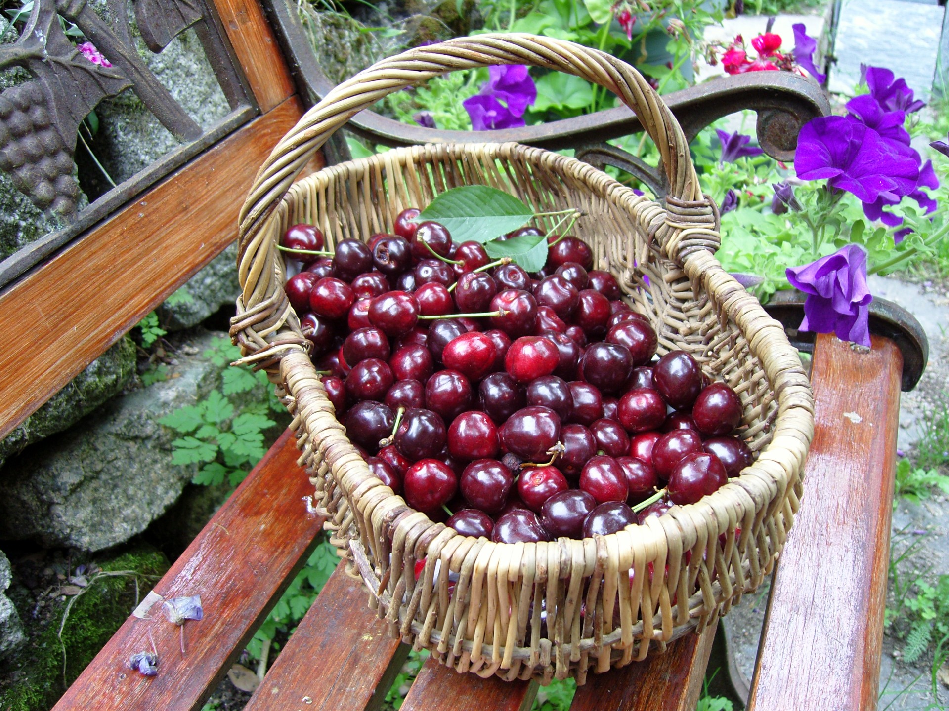 cherries basket cherries country scene free photo