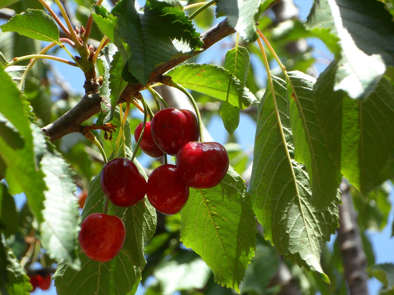 cherries ripe fruits free photo