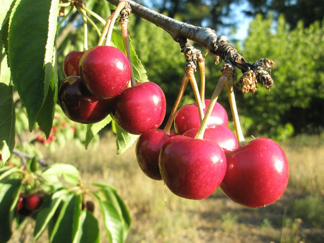 cherries tree red free photo