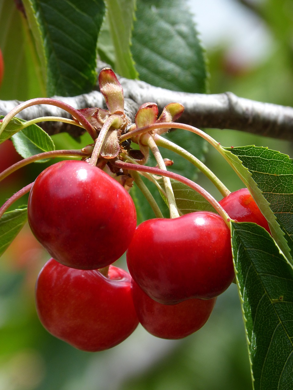 cherries cherry red fruit free photo