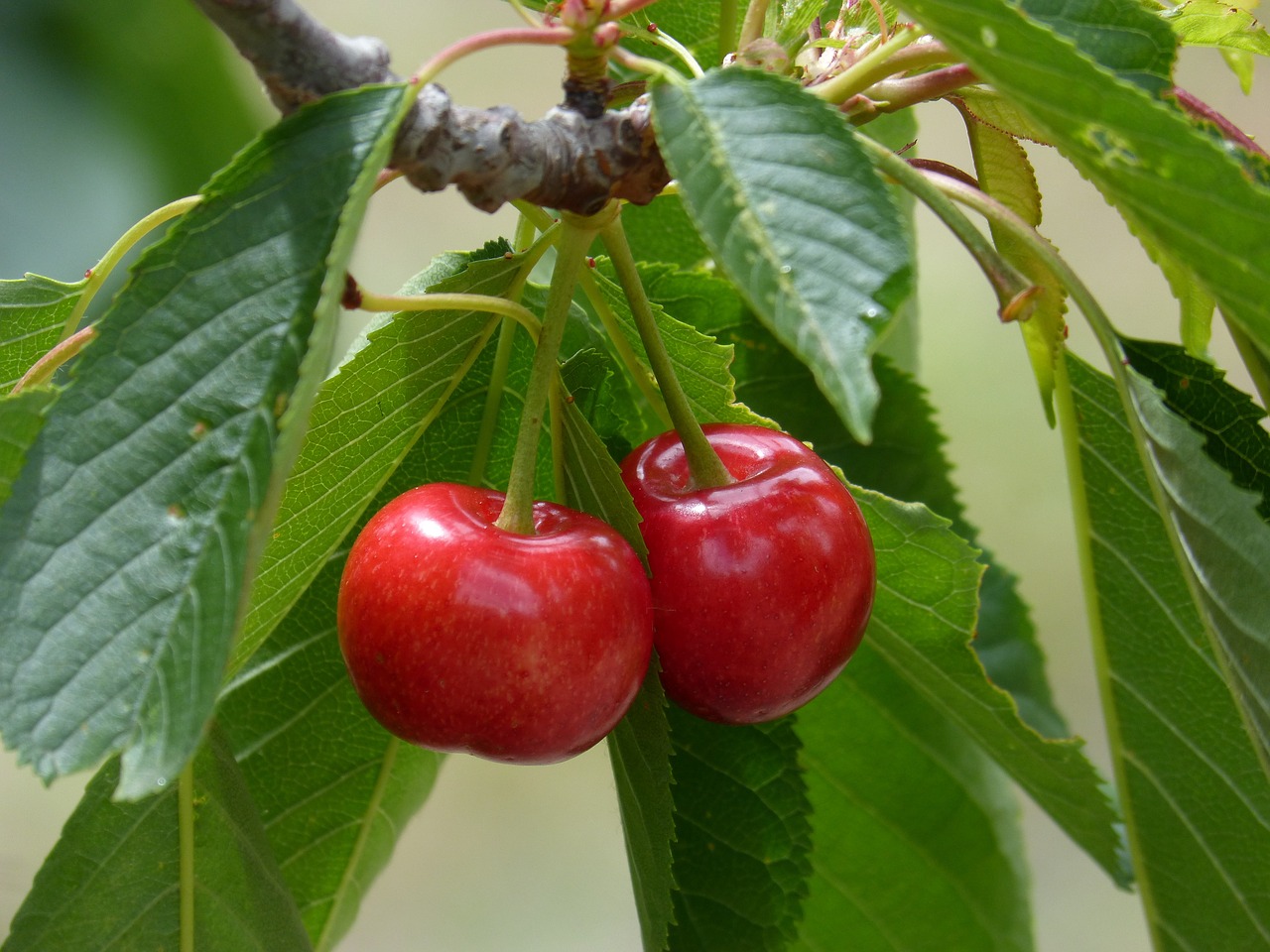 cherries cherry red fruit free photo