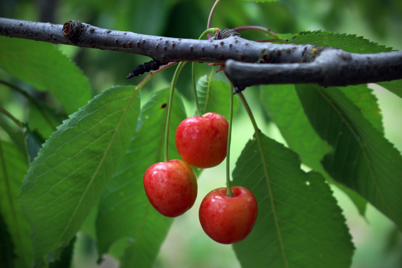 cherries fruit summer free photo