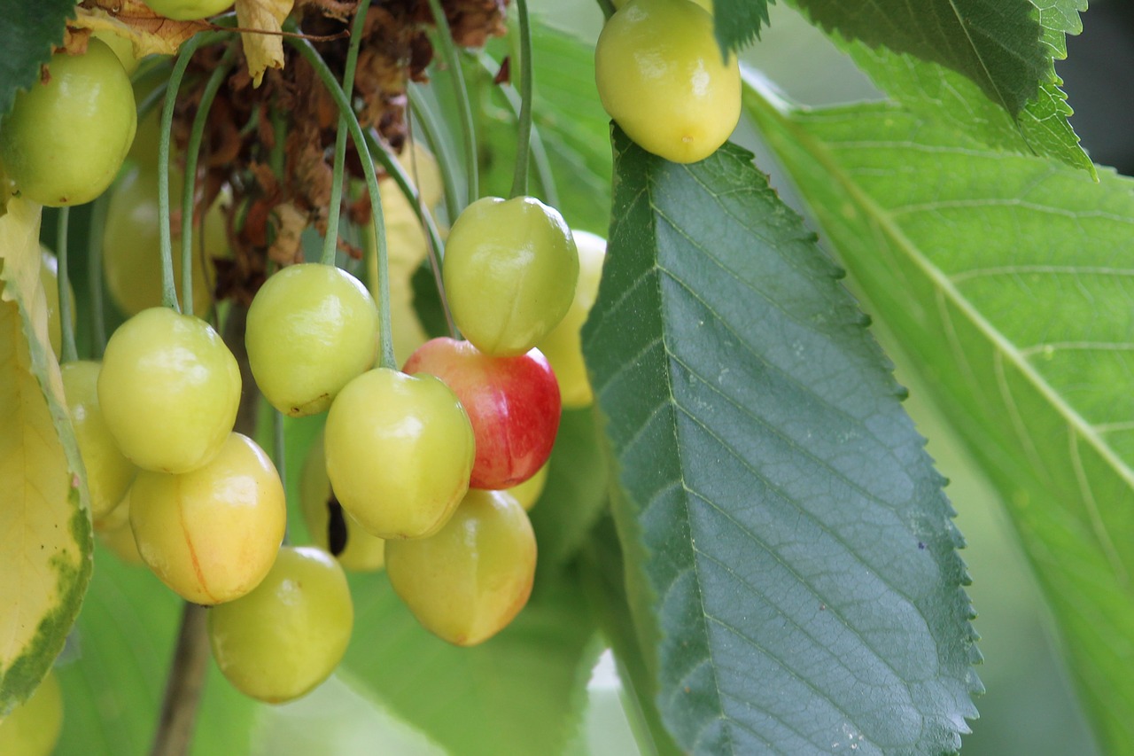 cherries sweet cherries cherry free photo