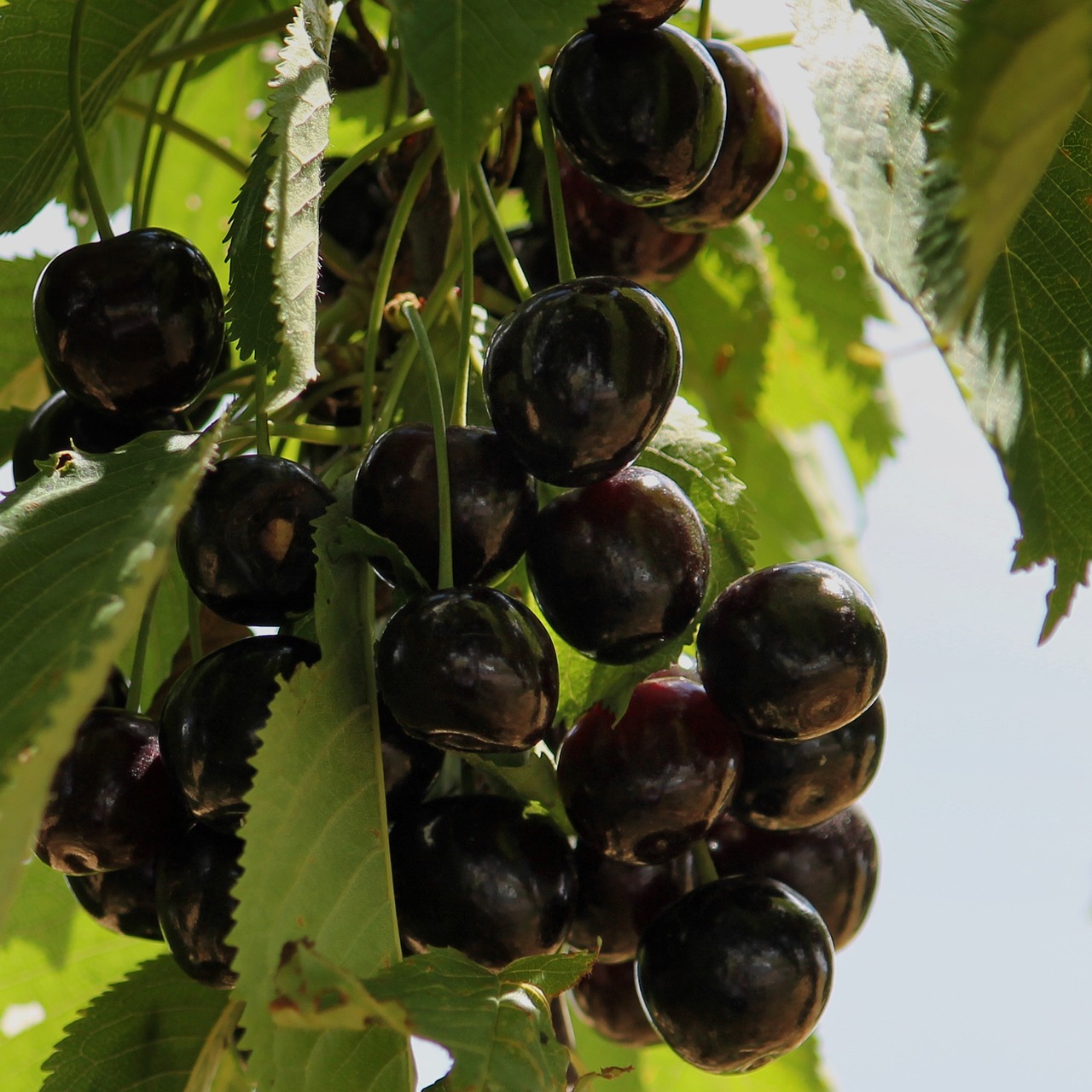 cherries sweet black free photo