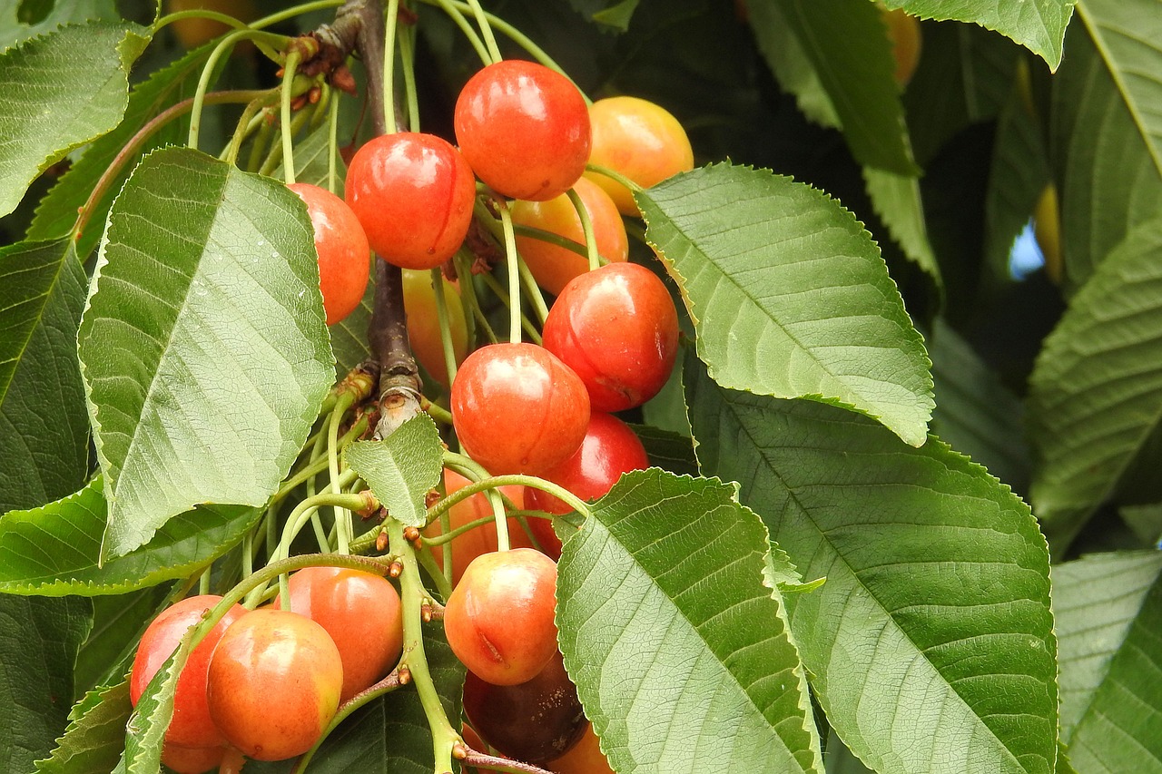 cherries cherry leaves free photo