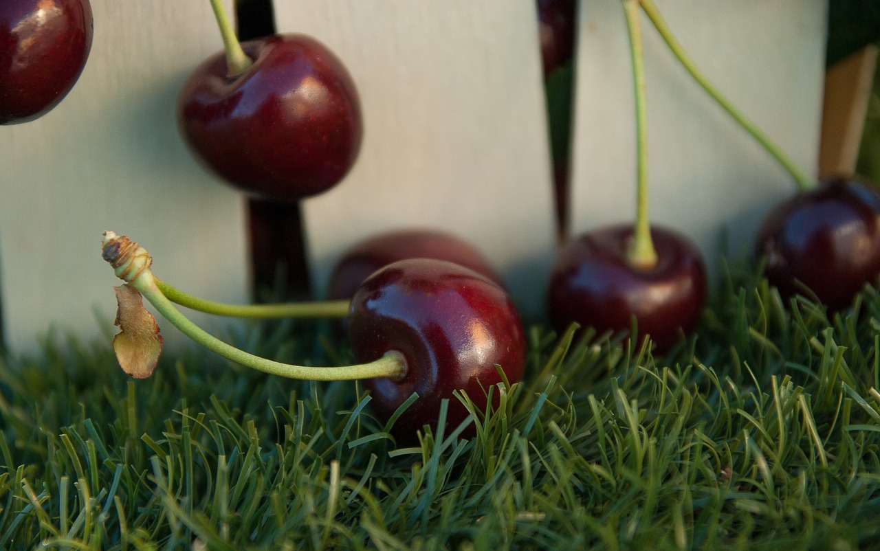 cherries fruit red fruits free photo