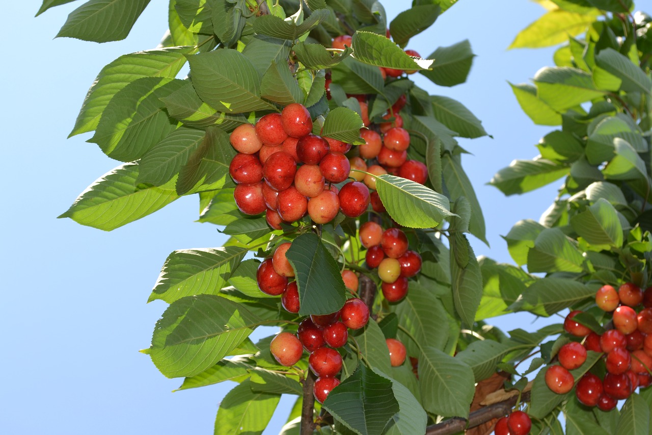 cherries nature fruit free photo