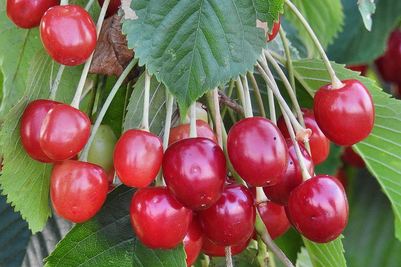 cherries wild cherries orchard free photo