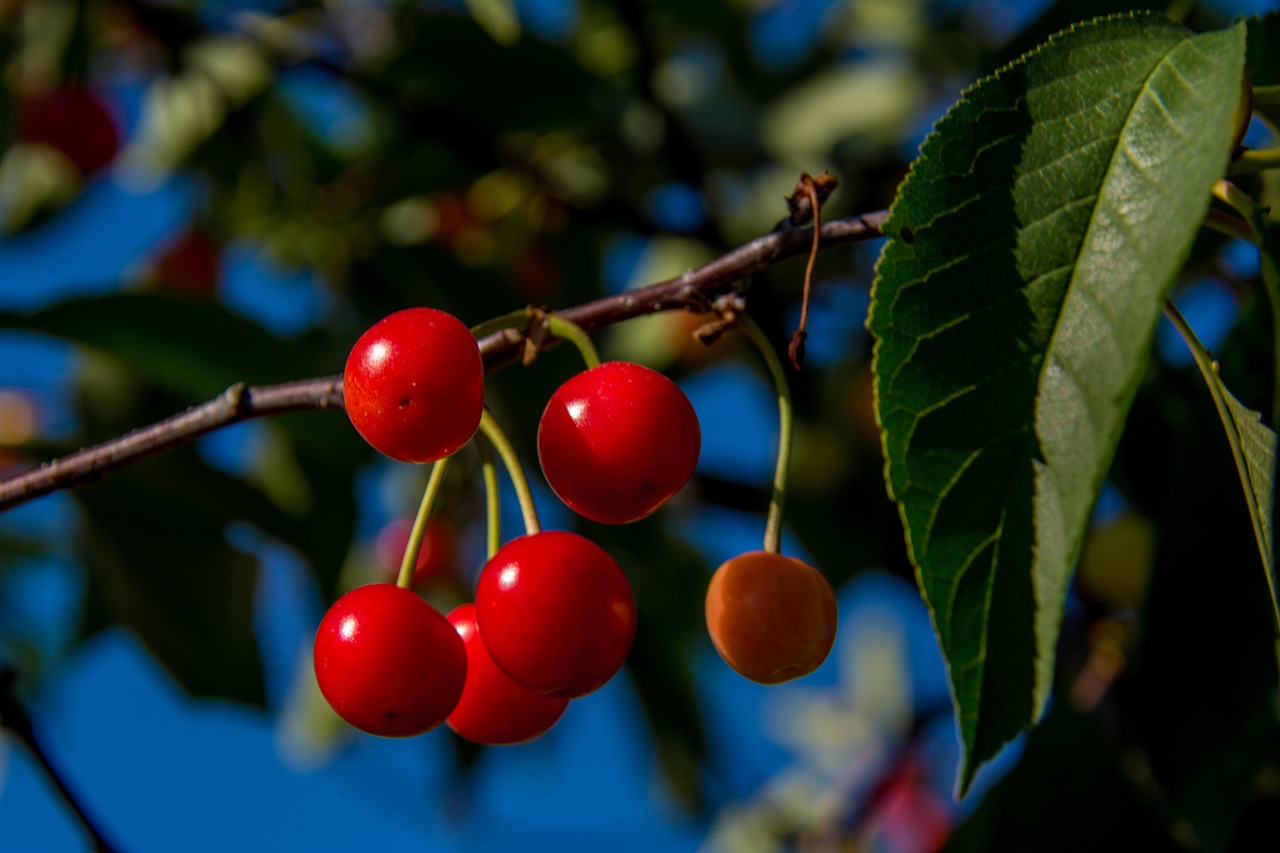 cherries branch cherry free photo