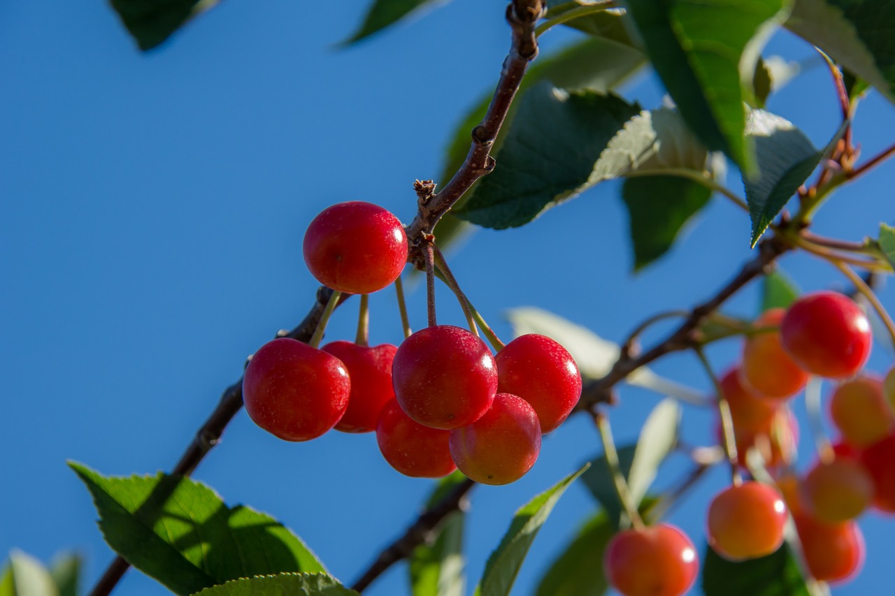 cherries branch cherry free photo